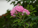 DSCN3909