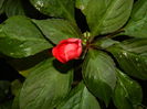 DSCN3938
