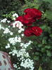DSC02459
