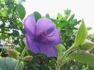 tibouchina  urvileana