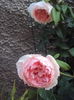 DSC02784