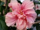 Classic pink