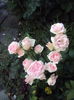 DSC02843