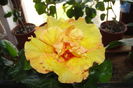 Rosalind