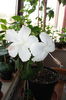 Dainty White