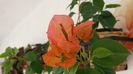 20150806_093814
