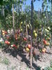 Imag044