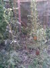Imag003