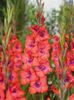 Gladiolus Tricolore eticheta