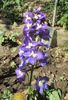 delphinium Black Knight