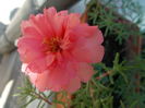 DSCN2268