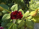DSCN2379