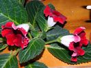 Gloxinia 2