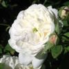 Madame_Plantier