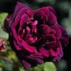 Nuits_de_Young_Violet_