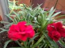IMG_20150731_183530