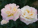 DSCN5195