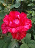DSCN5627