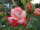 DSCN5661