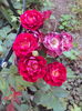 DSC03010