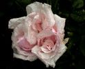 Soapte de parfum (84)