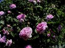 Soapte de parfum (86)