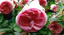 Soapte de parfum (112)