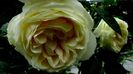 Soapte de parfum (113)