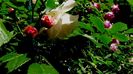 Soapte de parfum (120)