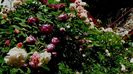 Soapte de parfum (121)