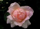 Soapte de parfum (129)