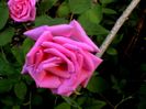 Soapte de parfum (132)