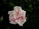 Soapte de parfum (140)