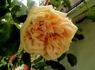 Soapte de parfum (161)