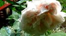 Soapte de parfum (166)