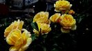 Soapte de parfum (172)