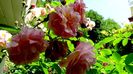 Soapte de parfum (176)