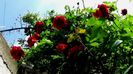 Soapte de parfum (180)