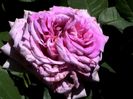 Soapte de parfum (184)