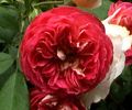 Soapte de parfum (215)