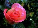 Soapte de parfum (216)