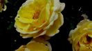 Soapte de parfum (228)