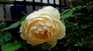 Soapte de parfum (245)
