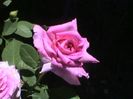 Soapte de parfum (246)