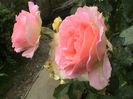 Soapte de parfum (247)