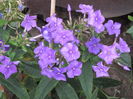 phlox Blue Paradise