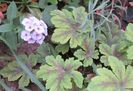 heucherella-golden-zebra, phlox