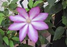 clematis Betty Risdon