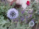 echinops ritro