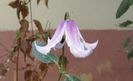 Clematis Hanajima